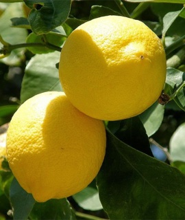 Domaći, neprskani viški limuni 25kn/kg