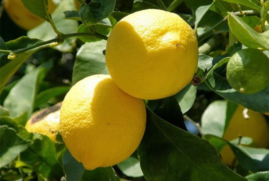 Domaći, neprskani viški limuni 25kn/kg