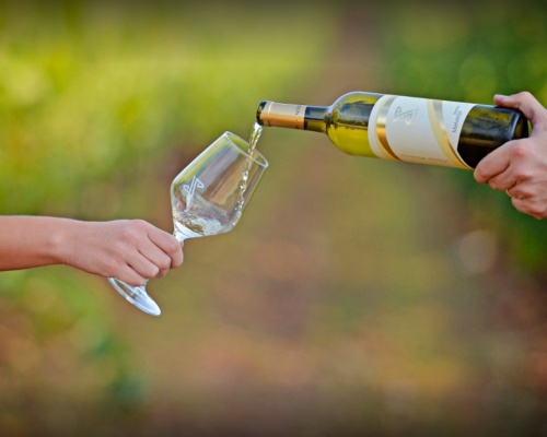 Vino Malvazija istarska